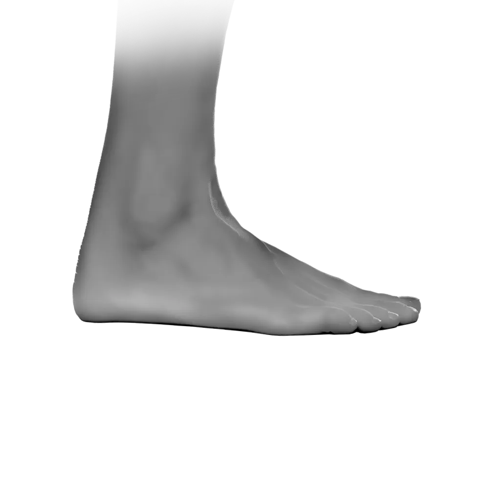 X-ray view showing the foot close to the wheels